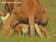 A strong lion wants to engage in sexual activity with his female.